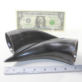 2 Small Polished Cow Horns #4731 Natural colored