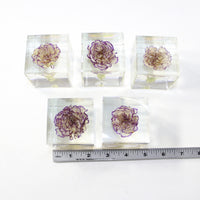 5 Carnation Specimen Cube Paper Weights  #5422