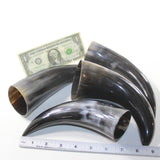 4 Polished Cow Horns #4020 Natural colored