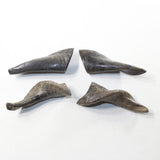 4 Small Polished Goat Horns #2431 Natural colored