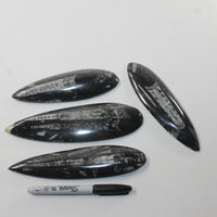 4 Orthoceras Fossils  Matrix #472n