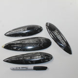 4 Orthoceras Fossils  Matrix #472n