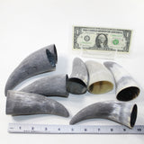 8 Raw Unfinished Cow Horn Tips #6025 Natural colored