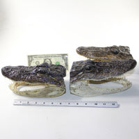 3 Alligator Heads #V026    8 Inch Heads.   taxidermy gator reptile crocodile