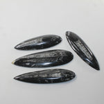 4 Orthoceras Fossils  Matrix #472n