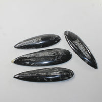 4 Orthoceras Fossils  Matrix #472n