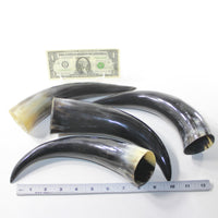 4 Polished Cow Horns #302d Natural colored
