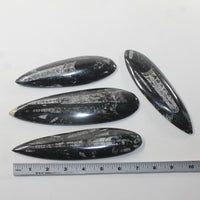 4 Orthoceras Fossils  Matrix #472n