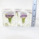 5 Carnation Specimen Cube Paper Weights  #5422