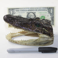 1 Alligator Head  #V026    5.5 Inch Head   taxidermy gator reptile crocodile