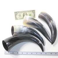 4 Polished Cow Horns #8329 Natural colored