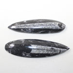 2 Orthoceras Fossils Matrix #7524 z
