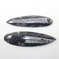 2 Orthoceras Fossils Matrix #7524