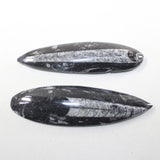 2 Orthoceras Fossils Matrix #7524