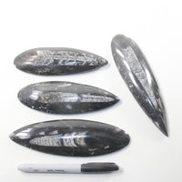 4 Orthoceras Fossils  Matrix #992n
