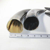 4 Polished Cow Horns #6129 Natural colored