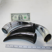 4 Small Polished Cow Horns #9928 Natural colored