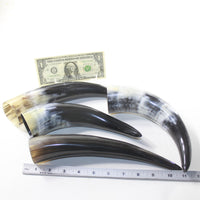 4 Polished Cow Horns #2733 Natural colored