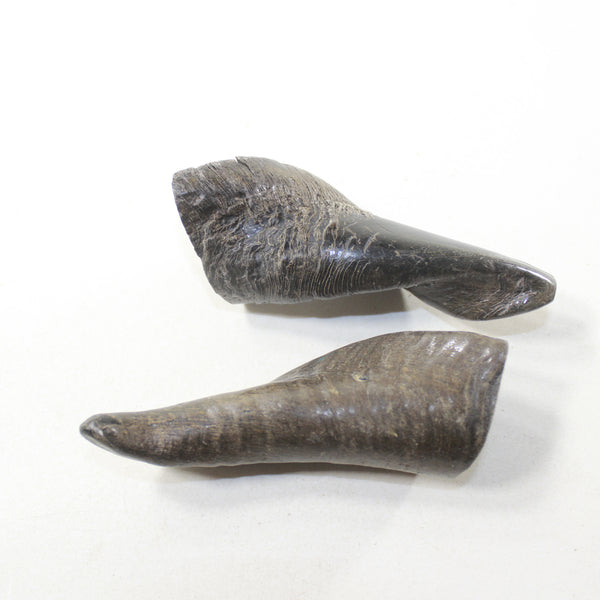 2 Small Polished Goat Horns #1120 Natural Colored