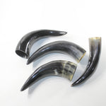 4 Polished Cow Horns #1629 Natural colored